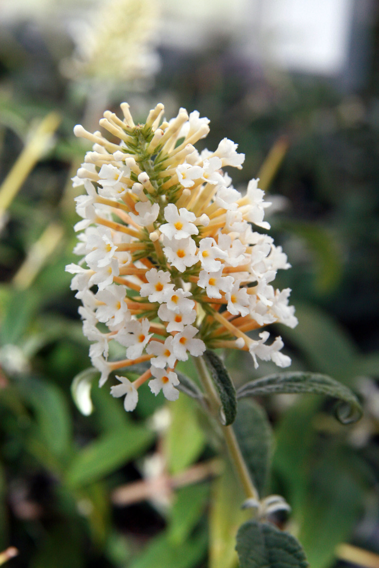 A close-up of a panicle of white flowers from a White Ball butterfly bush Buddleja davidii 'White Ball'.