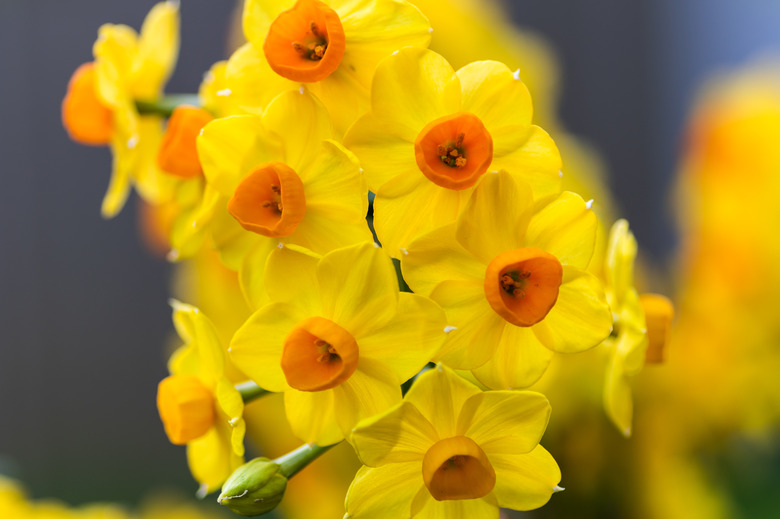An extreme close-up of yellow and orange flowers of a jonquil plant.
