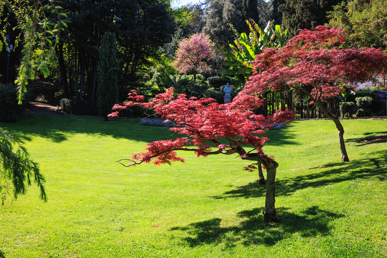 Red Japanese maple Acer palmatum trees growing in a formal garden on the lawn with other species.