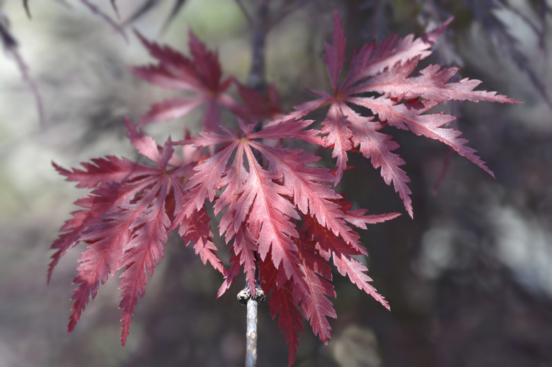 Ever Red Japanese maple Acer palmatum 'Ever Red' leaves in the shade.