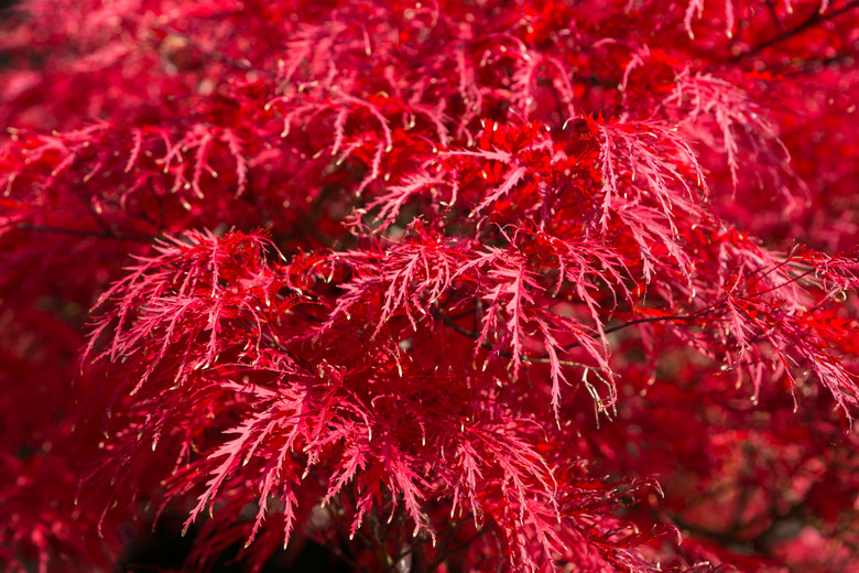 Red Tamukeyama Japanese maple Acer palmatum var. dissectum 'Tamukeyama' leaves on the tree in autumn.