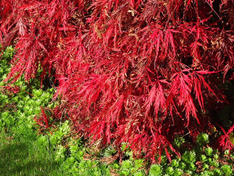 A Dissectum Atropurpureum Japanese maple tree Acer palmatum var. dissectum 'Dissectum Atropurpureum' filled with red foliage.
