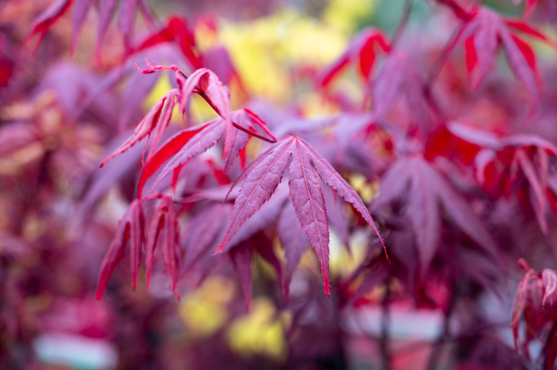 The delightfully purplish-red leaves of a Shaina Japanese maple Acer palmatum 'Shaina'.