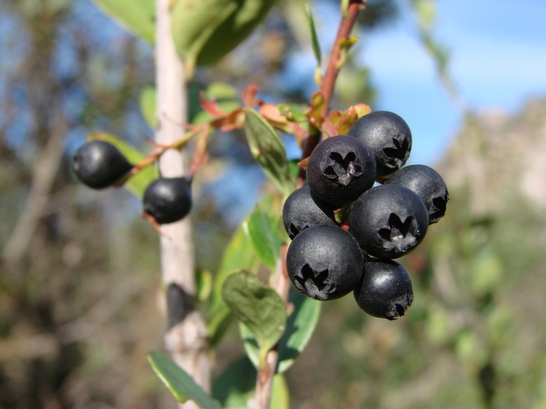 A close-up of some eastern huckleberries Gaylussacia brasiliensis.