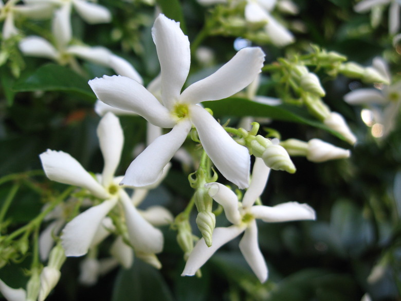 A close-up of some white confederate jasmine Trachelospermum jasminoides flowers.