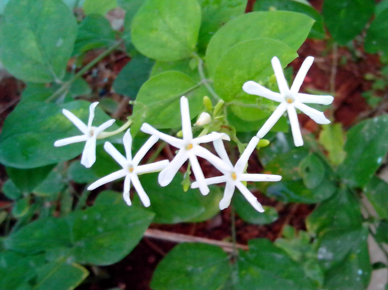 A few Spanish jasmine Jasminum grandiflorum flowers pointing up to the sky.
