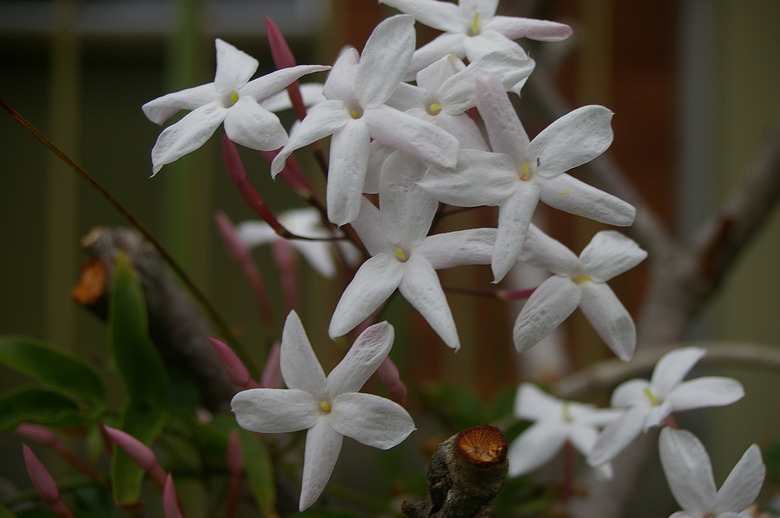 Some beautiful common jasmine Jasminum officinale flowers.