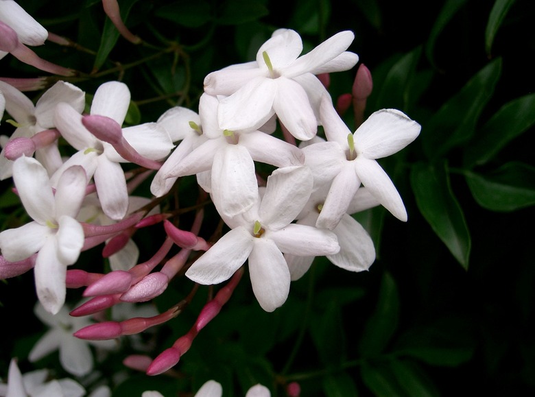 A close-up of some pink jasmine Jasminum polyanthum flowers.