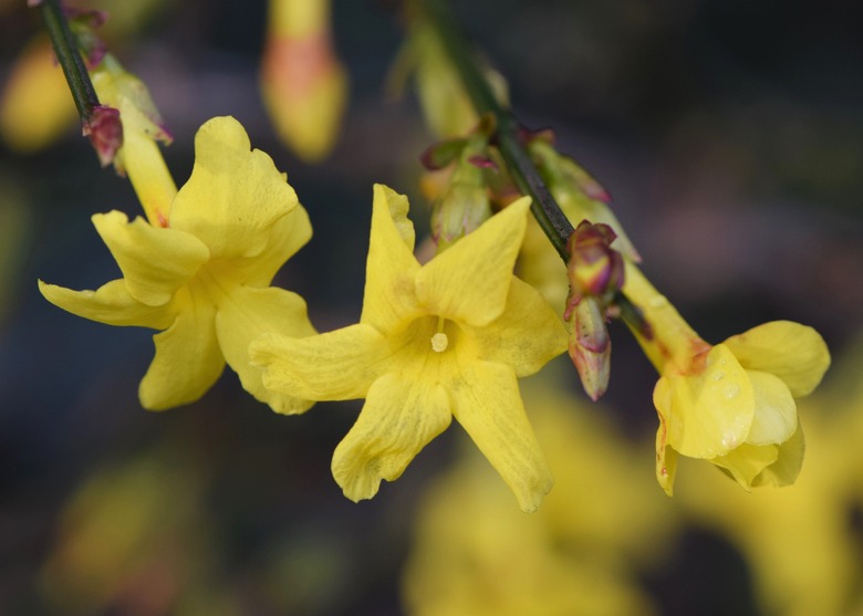 A close-up of some yellow winter jasmine Jasminum nudiflorum flowers.
