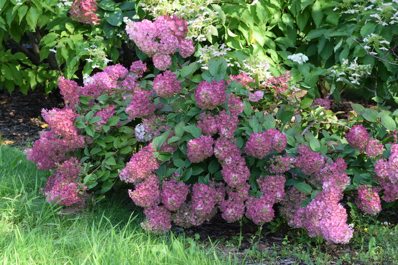 A shrub of delightfully pink Strawberry Sundae® hydrangeas Hydrangea paniculata 'Rensun' getting some shade.