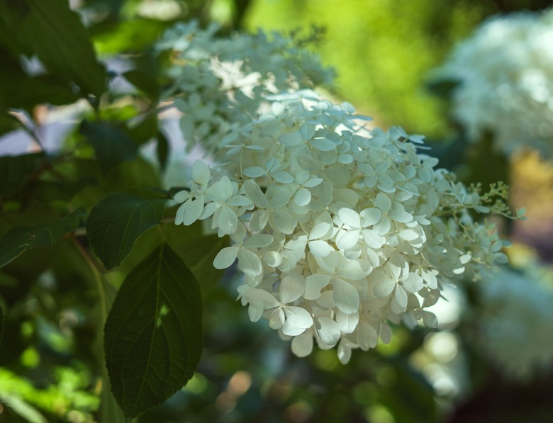 A selective focus shot of a PeeGee hydrangea plant Hydrangea paniculata 'Grandiflora' growing in the shade.