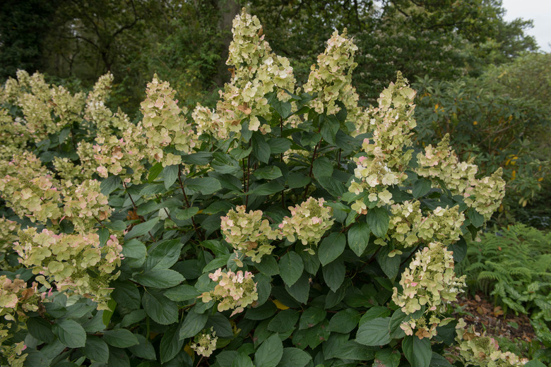 A healthy Tardiva panicle hydrangea shrub Hydrangea paniculata 'Tardiva' growing in a woodland garden.