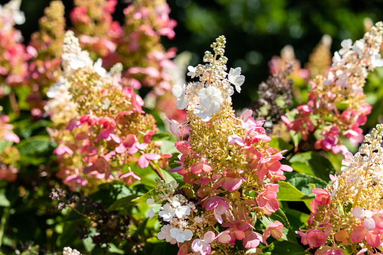 A close-up of some multi-colored Pinky Winky® panicle hydrangeas Hydrangea paniculata 'Pinky Winky'.