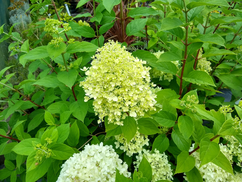 A cluster of yellow flowers from a Limelight panicle hydrangea Hydrangea paniculata 'Limelight' poke up through some leaves.