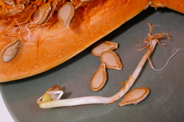 A pumpkin cut open on a table to reveal its seeds.