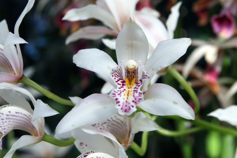 A close-up of some white cymbidium orchid Cymbidium insigne flowers.