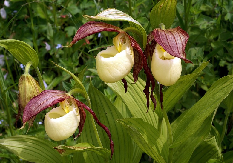 Three Kentucky lady's slipper Cypripedium kentuckiense flowers in full bloom.