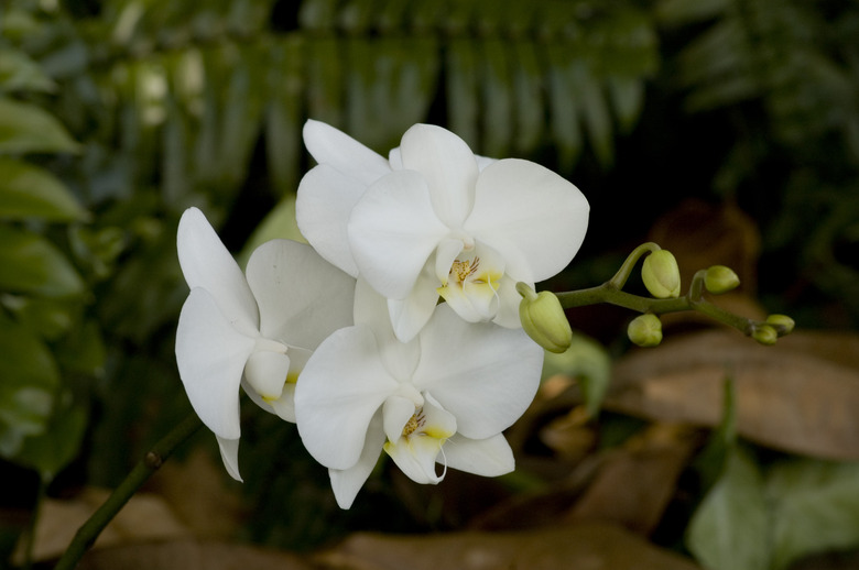 A close-up of a few white orchid cultivars from the Phalaenopsis group.