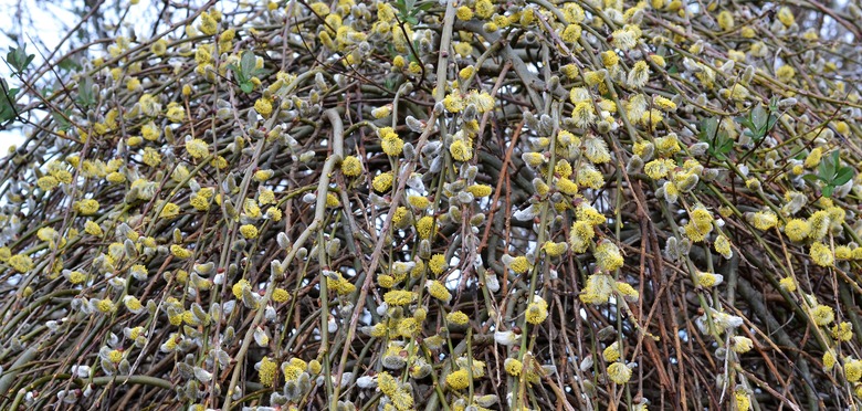 A close-up of some branches of a Kilmarnock weeping willow Salix caprea 'Kilmarnock'.