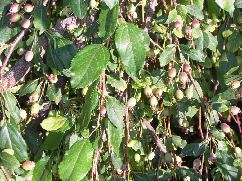A close-up of some Louisa crabapple tree Malus x 'Louisa' branches with unripe fruit on them.