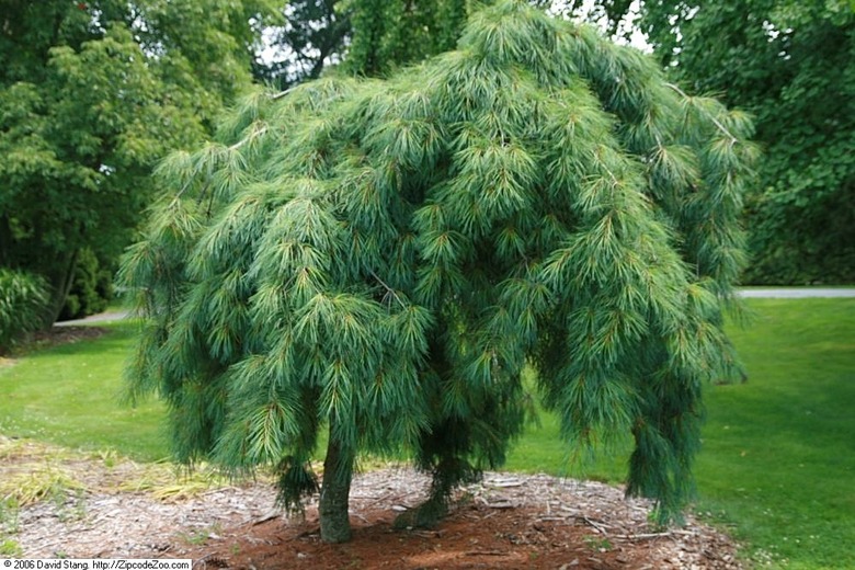 A weeping white pine Pinus strobus 'Pendula' growing amongst other larger trees.