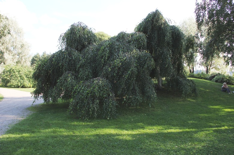 A Young's Weeping birch tree Betula pendula 'Youngii' spreading out in an arboretum in Finland..