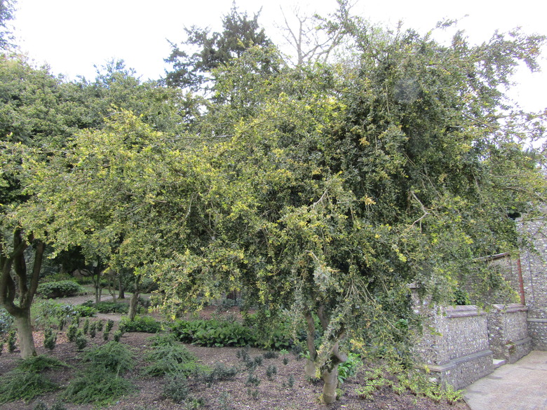 A weeping variegated boxwood Buxus sempervirens 'Aurea-pendula' branching out in various directions.
