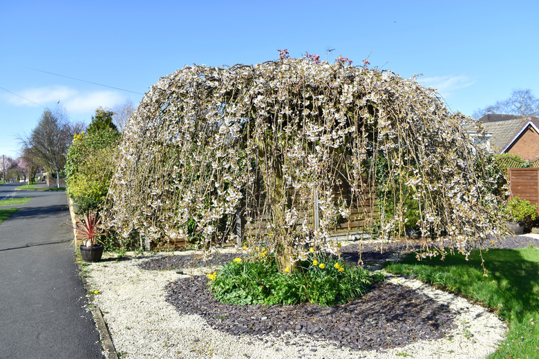 Snow Fountains® Prunus x 'Snofozam'