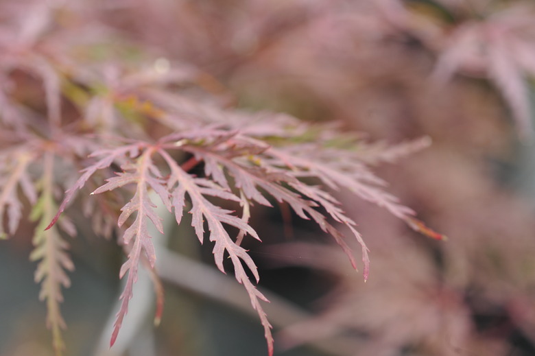A close-up of a leaf of a Red Dragon Japanese maple Acer palmatum 'Red Dragon'.