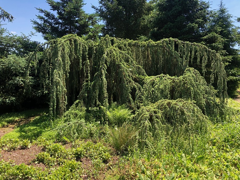 A majestic weeping blue Atlas cedar Cedrus atlantica 'Glauca Pendula' strikes an impressive sight.