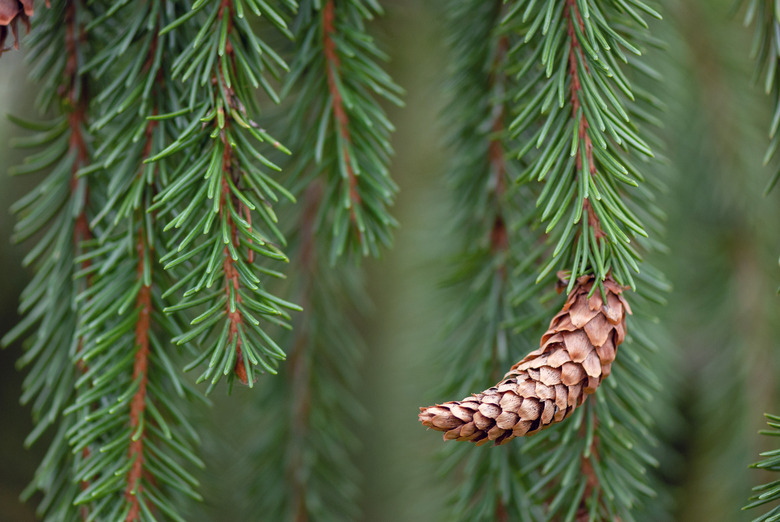 A close-up of a branch of a weeping Norway spruce Picea abies 'Pendula'.