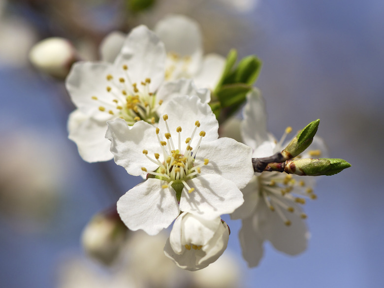 A close-up of some lovely white flowers from a purple leaf plum tree Prunus cerasifera.