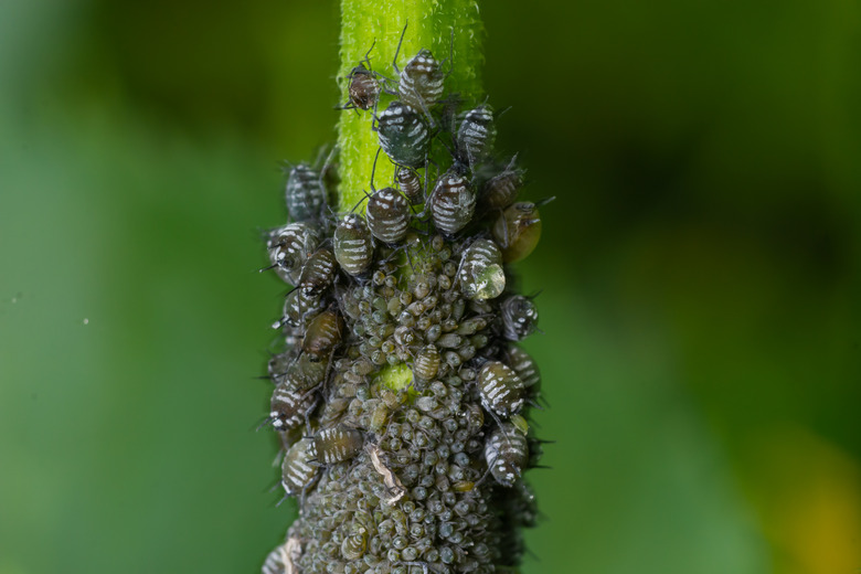 A close-up of cherry aphids munching along a stem of a plant.