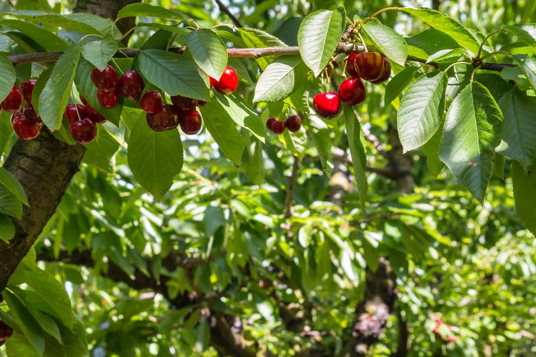 A cherry tree with ripe Stella cherries hanging on some branches with a blurred background.