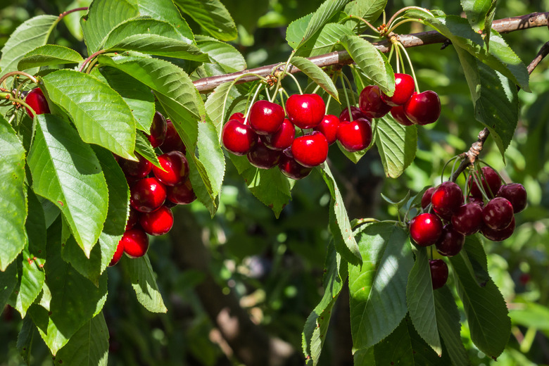 Ripe fruit hanging on branches of a Stella cherry tree Prunus avium 'Stella'.