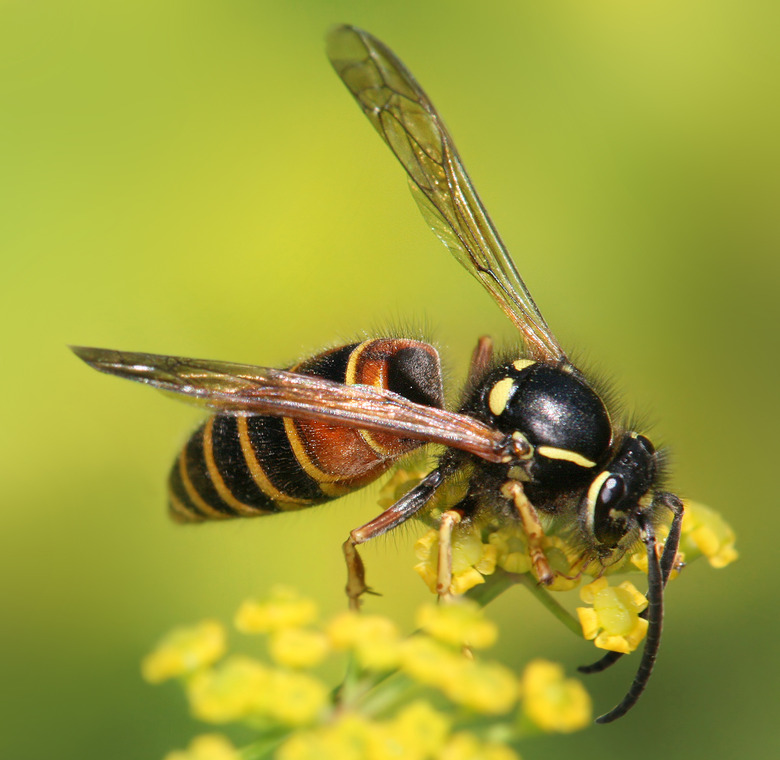 A red wasp Vespula rufa feasts on a yellow Bupleurum falcatum.