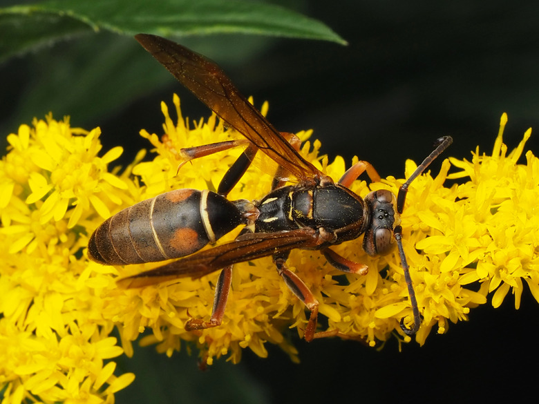 A northern paper wasp Polistes fuscatus on a yellow flower.