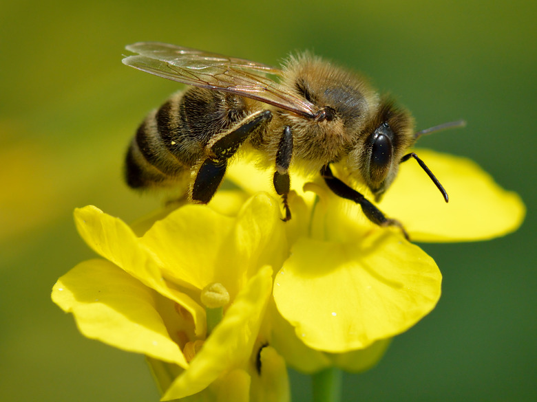 A honeybee pollinates a yellow rapeseed blossom.