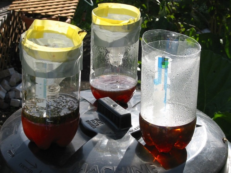 Three wasp traps made out of plastic 2-liter bottles.