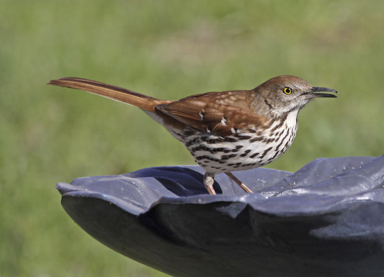 Snacking Brown Thrasher