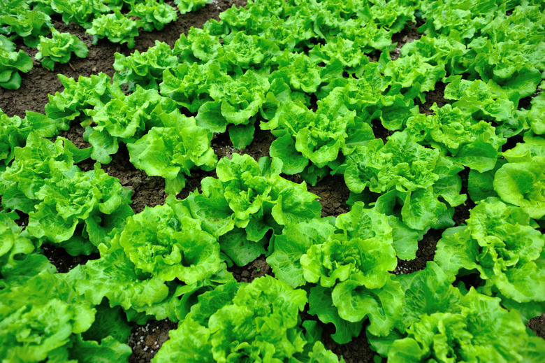 green lettuce crops in growth at vegetable garden