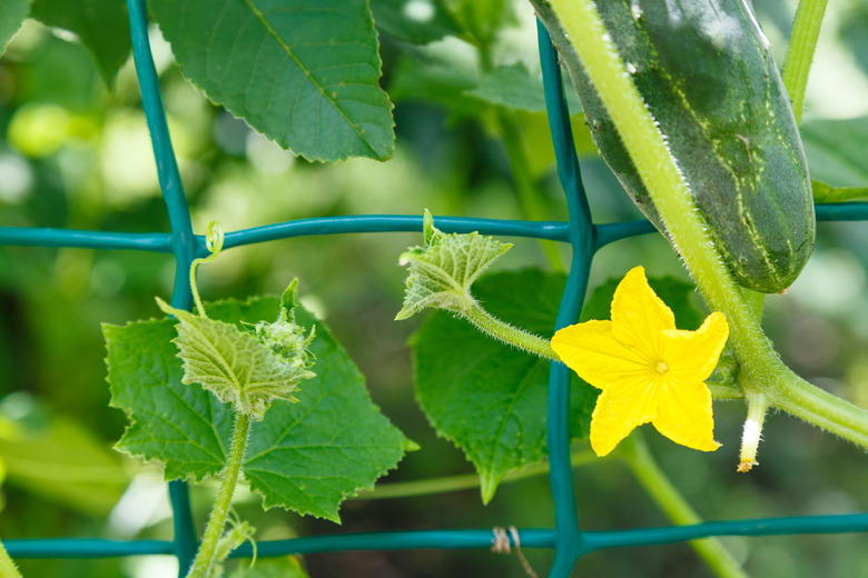 yellow flower and ripe cucumber close up in garden