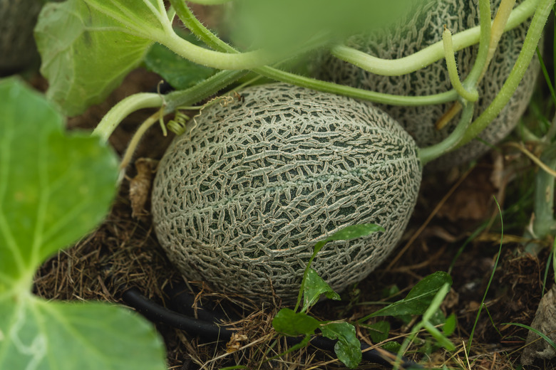 A close-up of a young cantaloupe Cucumis melo var. cantalupensis still growing in the shade.