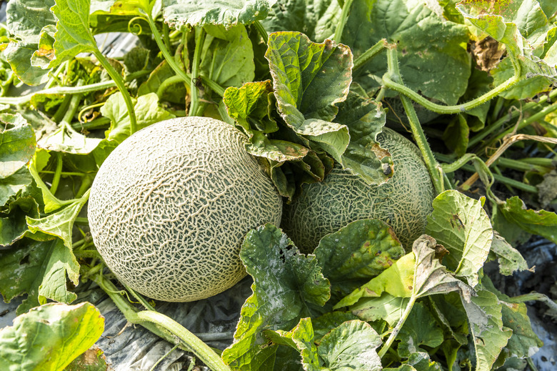 A close-up of cantaloupes Cucumis melo var. cantalupensis still growing on the vine.