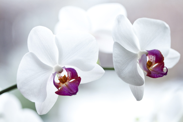 White orchid