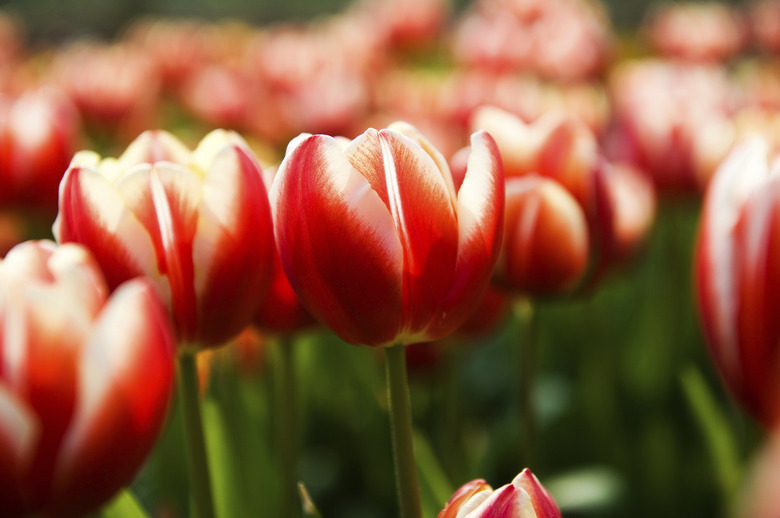 red tulip