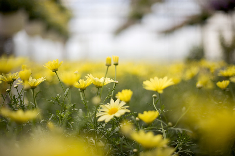 Daisies in greenhouse