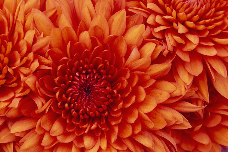 Chrysanthemum