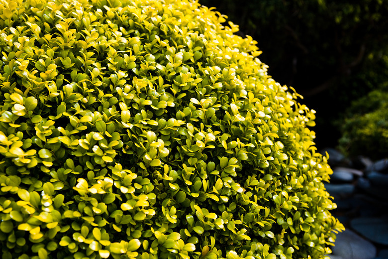 A golden euonymus Euonymus japonicus 'Aureomarginatus' shrub set against a dark backdrop.