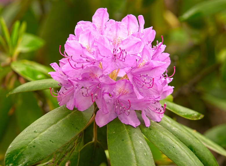 Blooming rhododendron